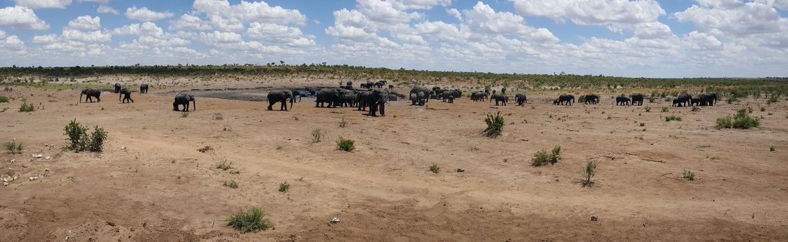 Panorama from a herd of elephants around a waterpool at Khaudum National Park in Namibia