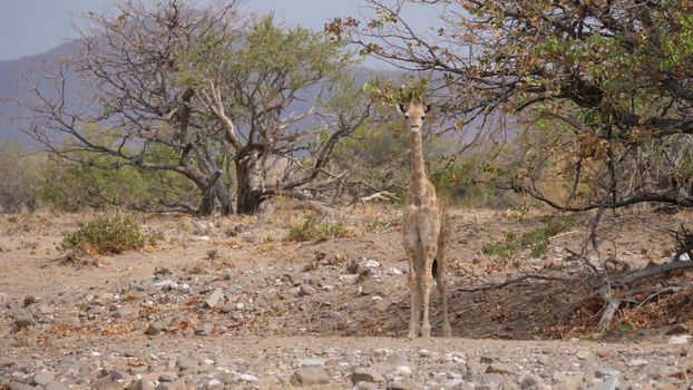 Baby giraffe standing near a tree on the savanna of Orupembe in Namibia