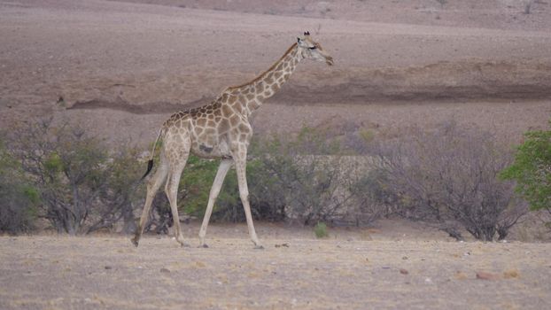 Lonely giraffe walks on the dry savanna of Orupembe in Namibia