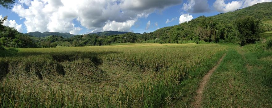 Rice field panorama in Northern Thailand