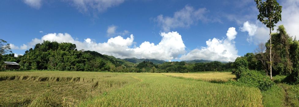 Rice field panorama in Northern Thailand