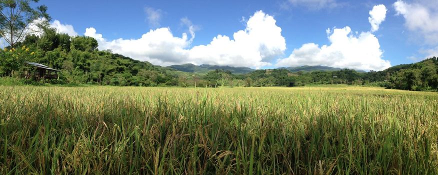 Rice field panorama in Northern Thailand