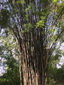 Bamboo tree in Phanom Sawai Forest Park Thailand

