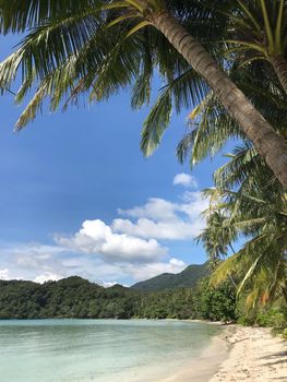 Palmtrees at Long Beach on Koh Chang Island Thailand