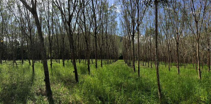 Panorama from rubber trees on Koh Chang Thailand