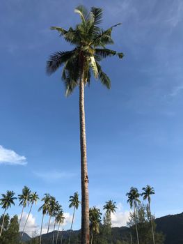 Palmtrees at Koh Chang Island in Thailand