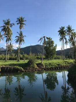 Palmtrees at Koh Chang Island in Thailand