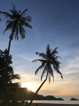 Palmtree and sunset on Koh Chang Thailand