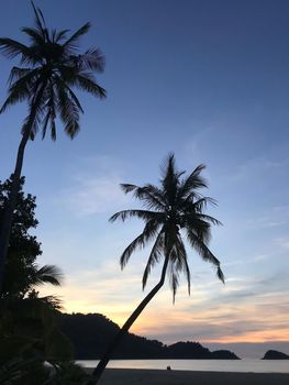 Palmtree and sunset on Koh Chang Thailand