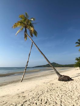 Palm tree at beach on Koh Mook Thailand