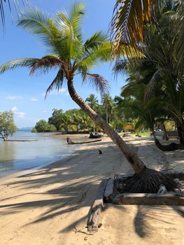 Palm tree at the beach on Koh Mook Thailand