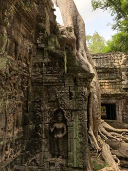 Tree roots at Ta Prohm Temple (tomb raider temple), Cambodia

