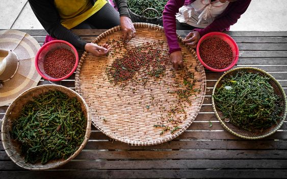 farm workers sorting and selecting fresh pepper peppercorns on plantation in kampot cambodia