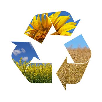 Illustration recycling symbol of agriculture crop, sunflower, rapeseed, isolated on white background
