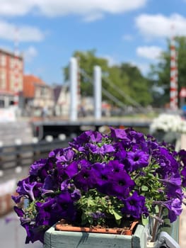 Flowers next to the canal in Oosterwolde, Friesland The Netherlands