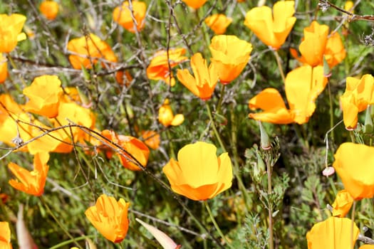 California Golden Poppy and Goldfields blooming in Walker Canyon, Lake Elsinore, CA. USA. Bright orange poppy flowers during California desert super bloom spring season.