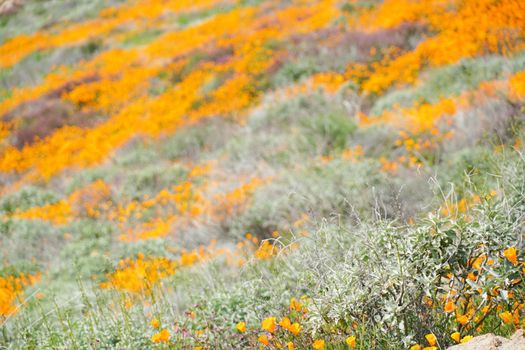 California Golden Poppy and Goldfields blooming in Walker Canyon, Lake Elsinore, CA. USA. Bright orange poppy flowers during California desert super bloom spring season.