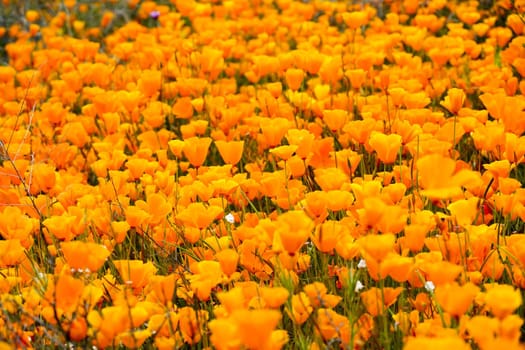 California Golden Poppy and Goldfields blooming in Walker Canyon, Lake Elsinore, CA. USA. Bright orange poppy flowers during California desert super bloom spring season.