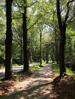 Forest around Sint Nicolaasga, Friesland The Netherlands