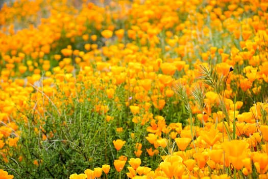 California Golden Poppy and Goldfields blooming in Walker Canyon, Lake Elsinore, CA. USA. Bright orange poppy flowers during California desert super bloom spring season.