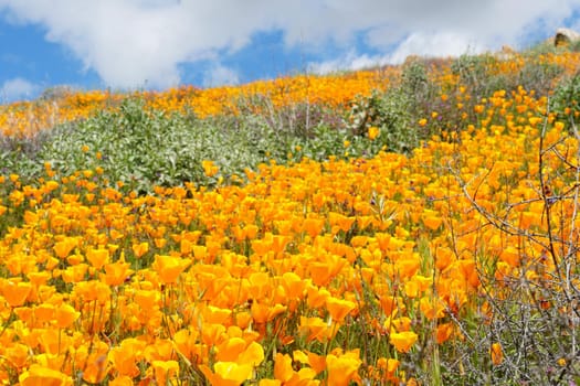 California Golden Poppy and Goldfields blooming in Walker Canyon, Lake Elsinore, CA. USA. Bright orange poppy flowers during California desert super bloom spring season.