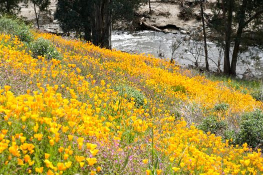 California Golden Poppy and Goldfields blooming in Walker Canyon, Lake Elsinore, CA. USA. Bright orange poppy flowers during California desert super bloom spring season.