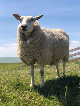 Sheep on a dike in Hinderloopen The Netherlands