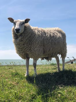 Sheep on a dike in Hinderloopen The Netherlands