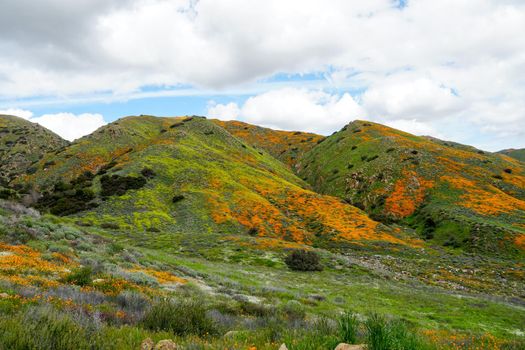 California Golden Poppy and Goldfields blooming in Walker Canyon, Lake Elsinore, CA. USA. Bright orange poppy flowers during California desert super bloom spring season.