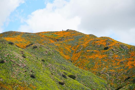 California Golden Poppy and Goldfields blooming in Walker Canyon, Lake Elsinore, CA. USA. Bright orange poppy flowers during California desert super bloom spring season.