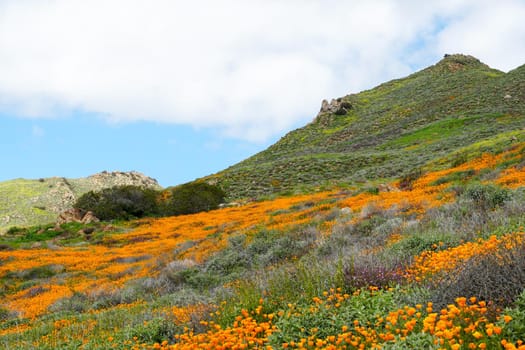 California Golden Poppy and Goldfields blooming in Walker Canyon, Lake Elsinore, CA. USA. Bright orange poppy flowers during California desert super bloom spring season.