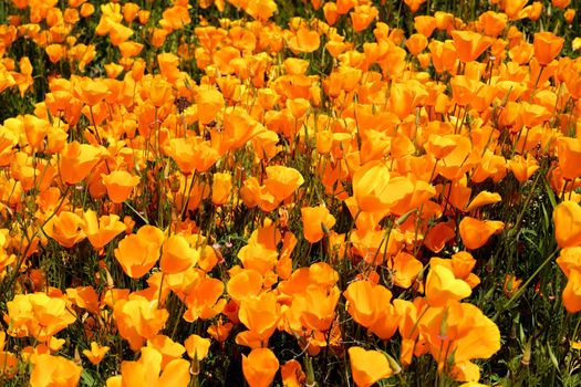 California Golden Poppy and Goldfields blooming in Walker Canyon, Lake Elsinore, CA. USA. Bright orange poppy flowers during California desert super bloom spring season.