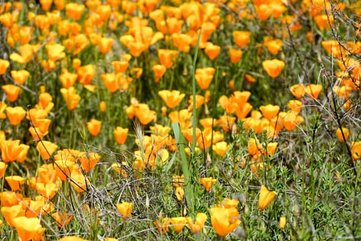 California Golden Poppy and Goldfields blooming in Walker Canyon, Lake Elsinore, CA. USA. Bright orange poppy flowers during California desert super bloom spring season.