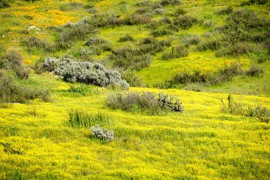 California Golden Poppy and Goldfields blooming in Walker Canyon, Lake Elsinore, CA. USA. Bright orange poppy flowers during California desert super bloom spring season.