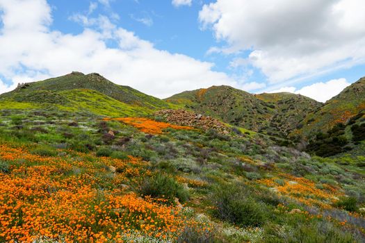 California Golden Poppy and Goldfields blooming in Walker Canyon, Lake Elsinore, CA. USA. Bright orange poppy flowers during California desert super bloom spring season.