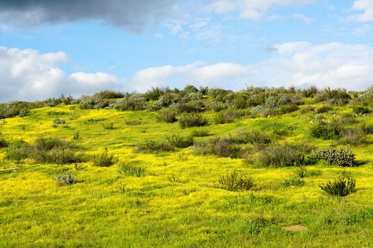 California Golden Poppy and Goldfields blooming in Walker Canyon, Lake Elsinore, CA. USA. Bright orange poppy flowers during California desert super bloom spring season.