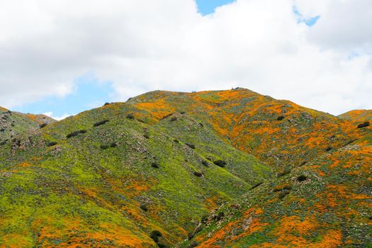 California Golden Poppy and Goldfields blooming in Walker Canyon, Lake Elsinore, CA. USA. Bright orange poppy flowers during California desert super bloom spring season.