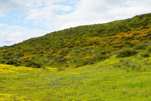 California Golden Poppy and Goldfields blooming in Walker Canyon, Lake Elsinore, CA. USA. Bright orange poppy flowers during California desert super bloom spring season.