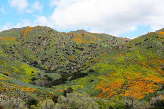 California Golden Poppy and Goldfields blooming in Walker Canyon, Lake Elsinore, CA. USA. Bright orange poppy flowers during California desert super bloom spring season.