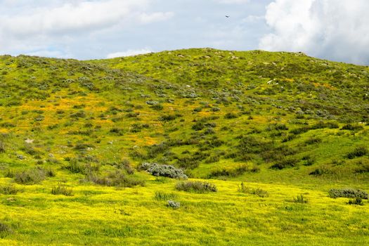 California Golden Poppy and Goldfields blooming in Walker Canyon, Lake Elsinore, CA. USA. Bright orange poppy flowers during California desert super bloom spring season.