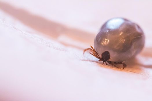Close up of fully blood filled tick