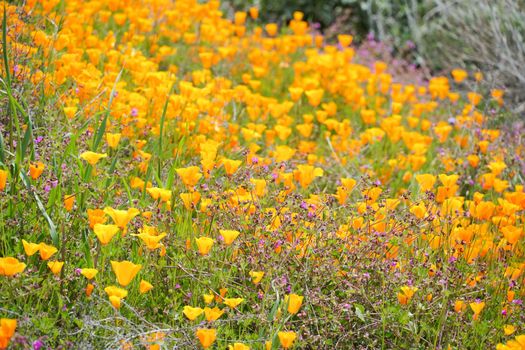 California Golden Poppy and Goldfields blooming in Walker Canyon, Lake Elsinore, CA. USA. Bright orange poppy flowers during California desert super bloom spring season.