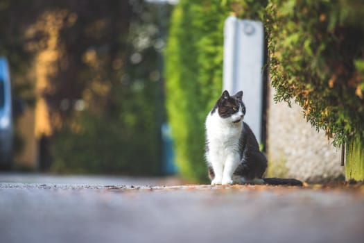 Cute black white cat is sitting on the street. Blurry background, text space