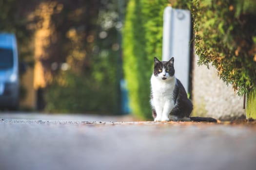 Cute black white cat is sitting on the street. Blurry background, text space