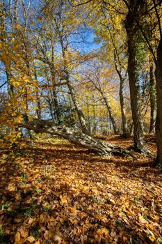 Beautiful forest in autumn, bright sunny day with colorful leaves on the floor