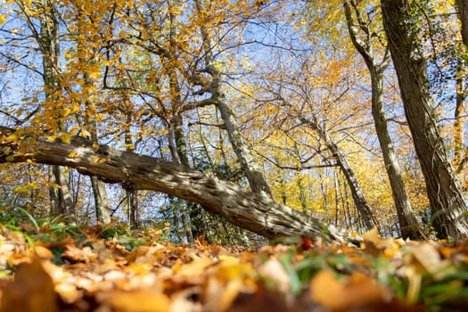 Beautiful forest in autumn, bright sunny day with colorful leaves on the floor