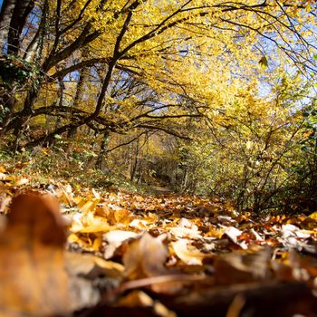 Beautiful forest in autumn, bright sunny day with colorful leaves on the floor