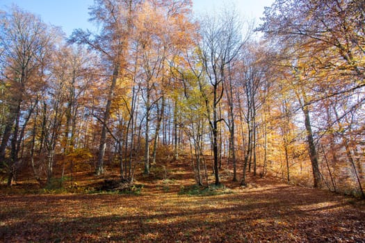 Beautiful forest in autumn, bright sunny day with colorful leaves on the floor
