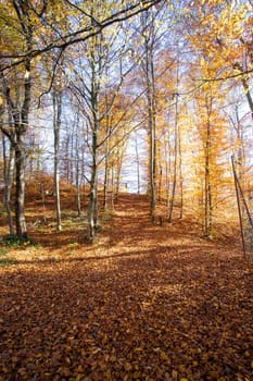 Beautiful forest in autumn, bright sunny day with colorful leaves on the floor