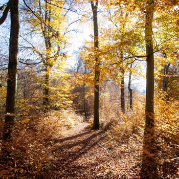 Beautiful forest in autumn, bright sunny day with colorful leaves on the floor